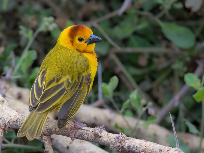 Taveta Weaver (m)