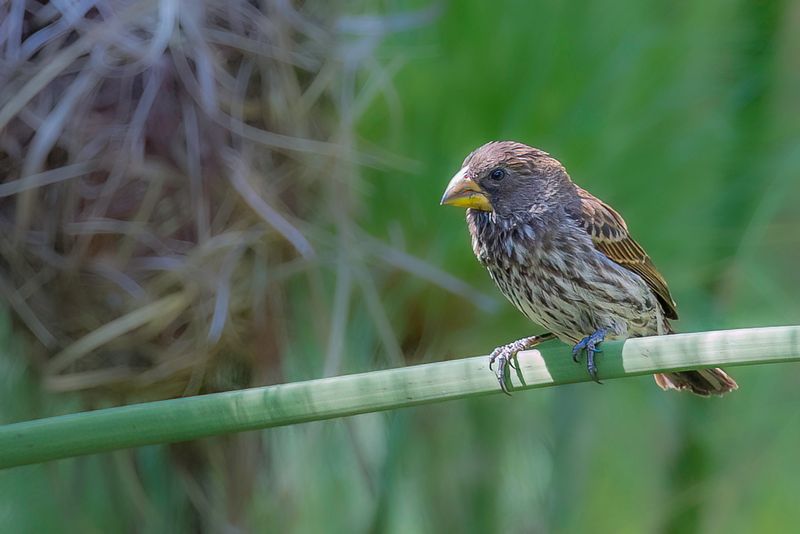 Thick-billed Weaver (f)