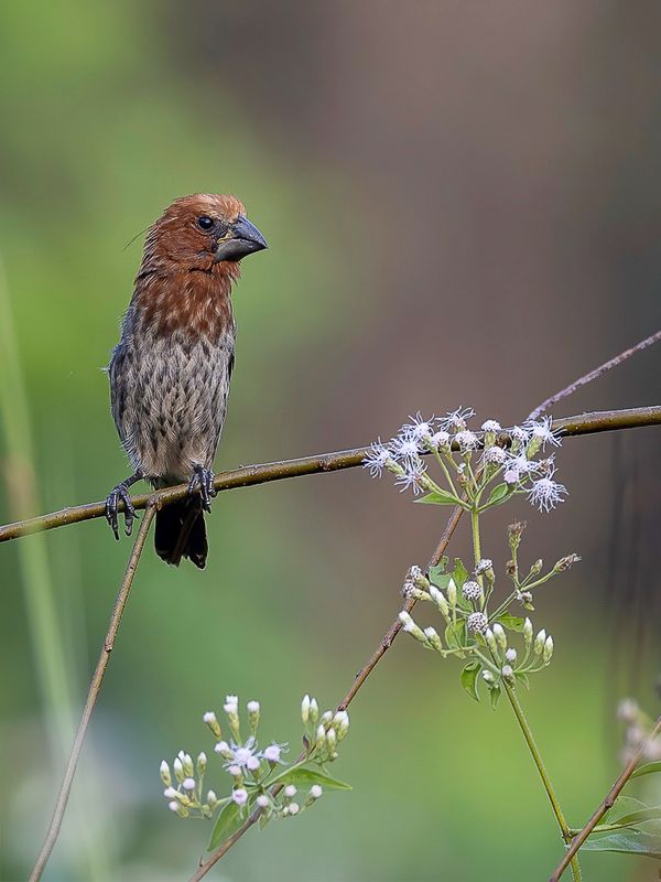 Thick-billed Weaver (m)