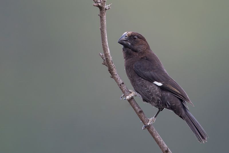 Thick-billed Weaver (m)
