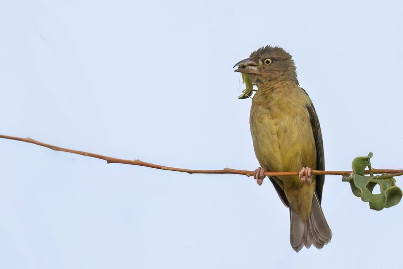 Vieillot's Black Weaver (f)