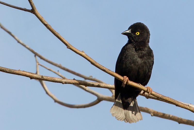Vieillot's Black Weaver (m)