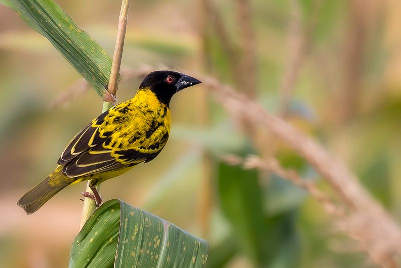 Village Weaver (m)