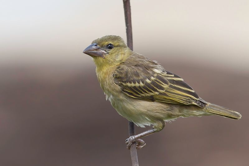 Village Weaver (j)