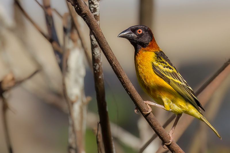 Village Weaver (m)