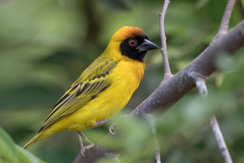 Vitelline Masked Weaver (m)