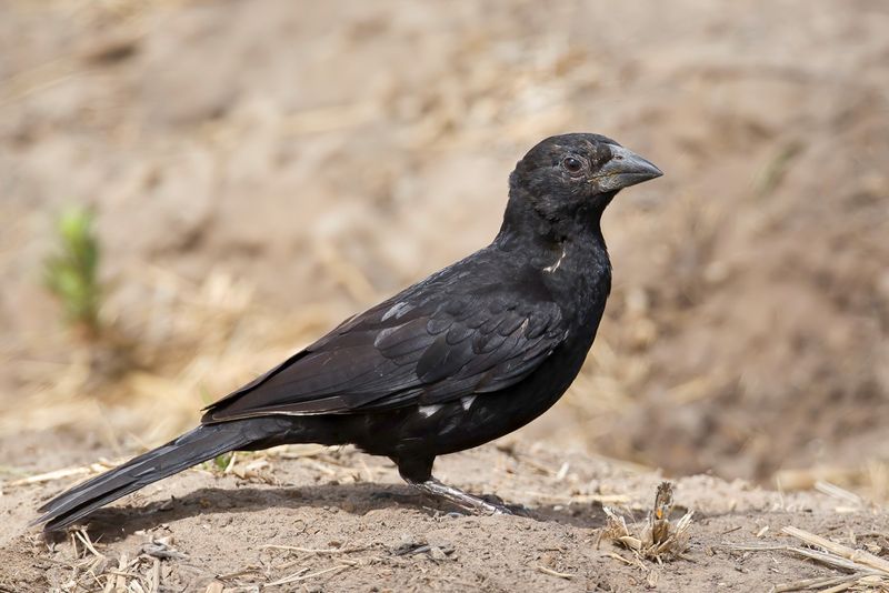 White-billed Buffalo Weaver (non-breeding)