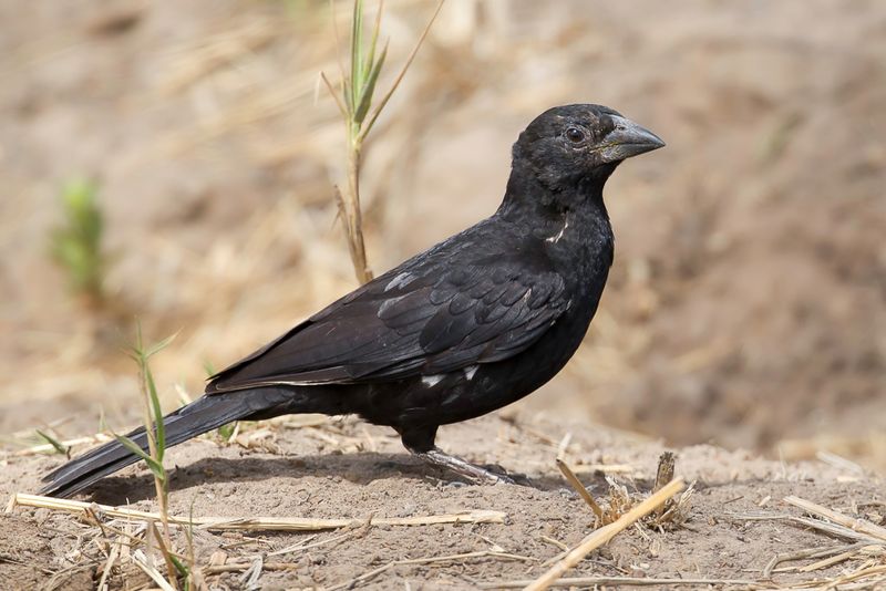 White-billed Buffalo Weaver (non-breeding)