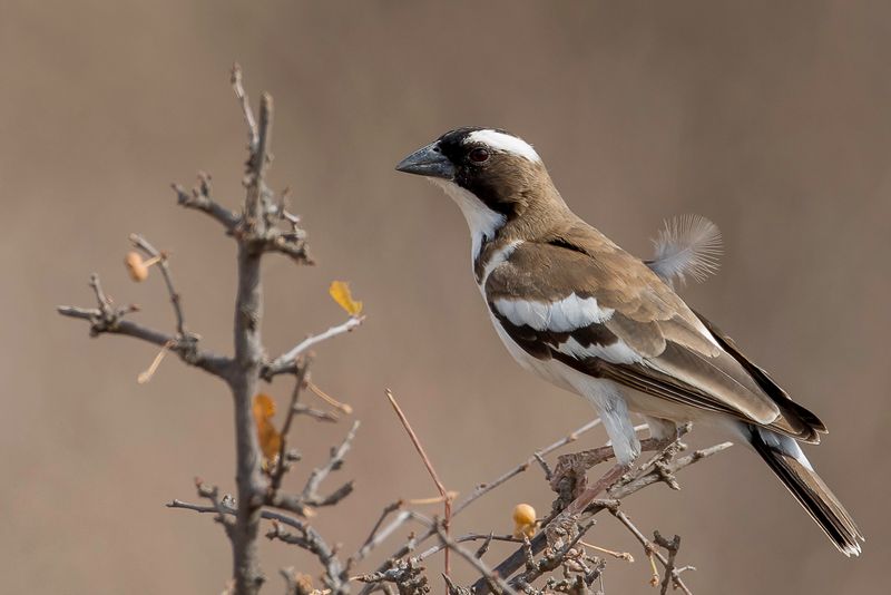 White-browed Sparrow-Weaver