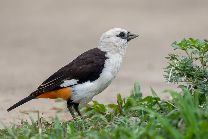 White-headed Buffalo Weaver