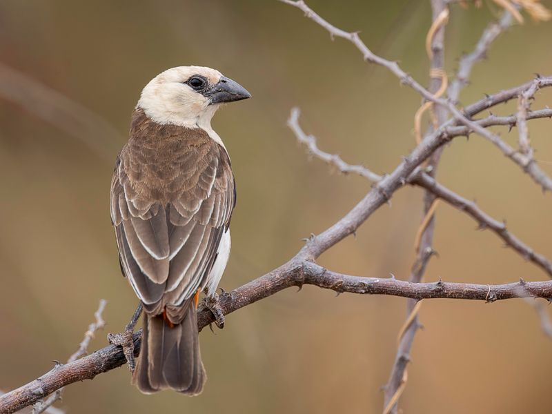 White-headed Buffalo Weaver