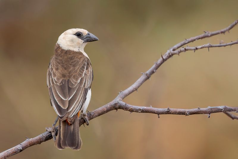 White-headed Buffalo Weaver