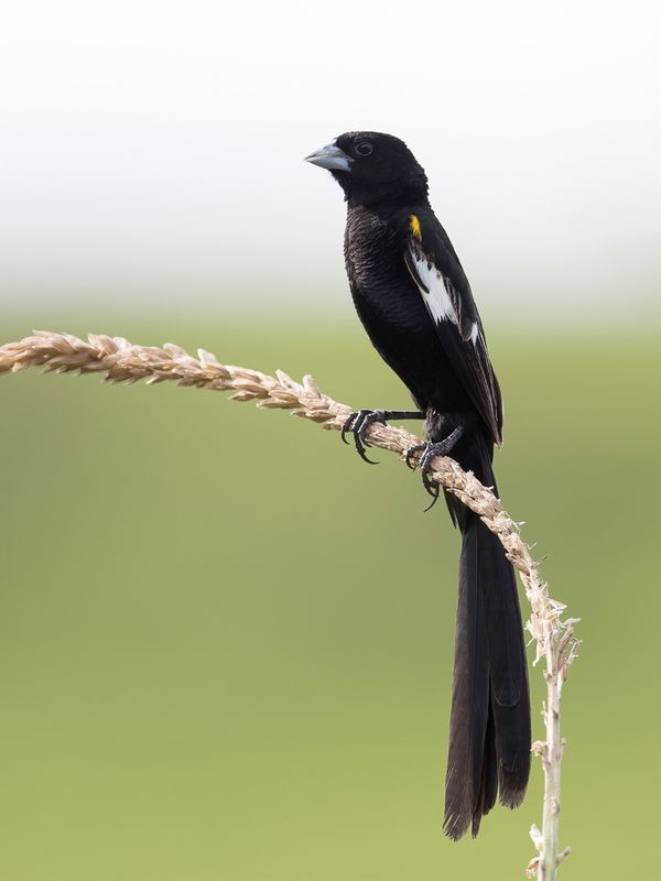 White-winged Widowbird (m)