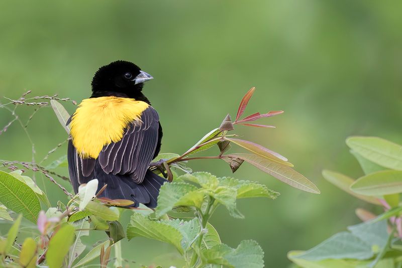 Yellow Bishop (m)