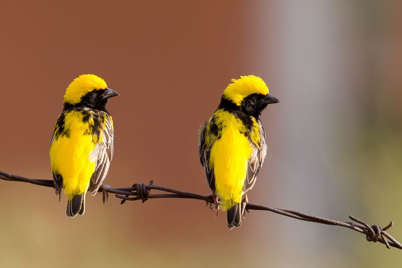 Yellow-crowned Bishop (m)
