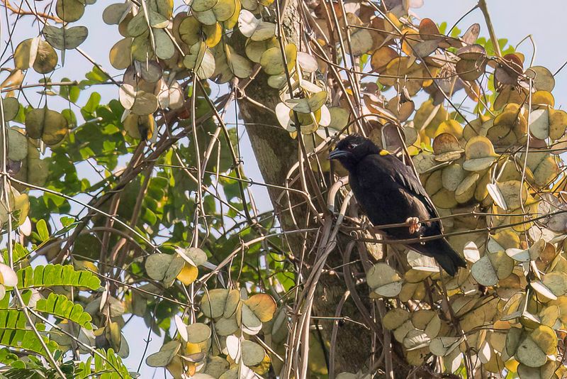 Yellow-mantled Weaver