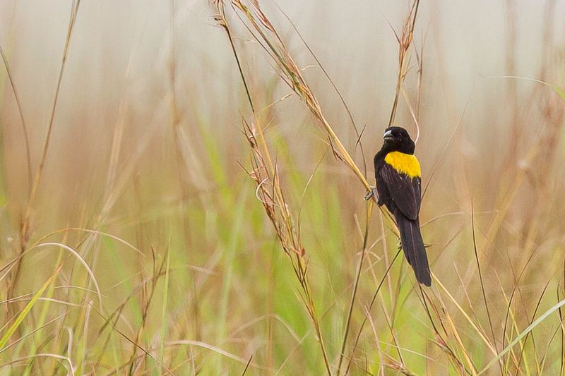 Yellow-mantled Widowbird (m)