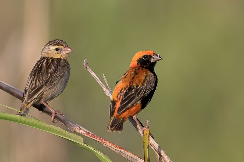 Zanzibar Red Bishop (m+f)