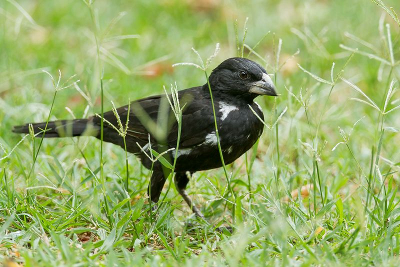 White-billed Buffalo Weaver (m, breeding)