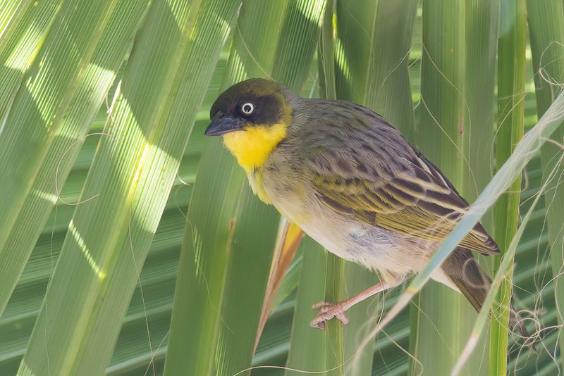 Baglafecht Weaver (f)