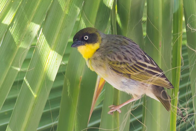 Baglafecht Weaver (f)