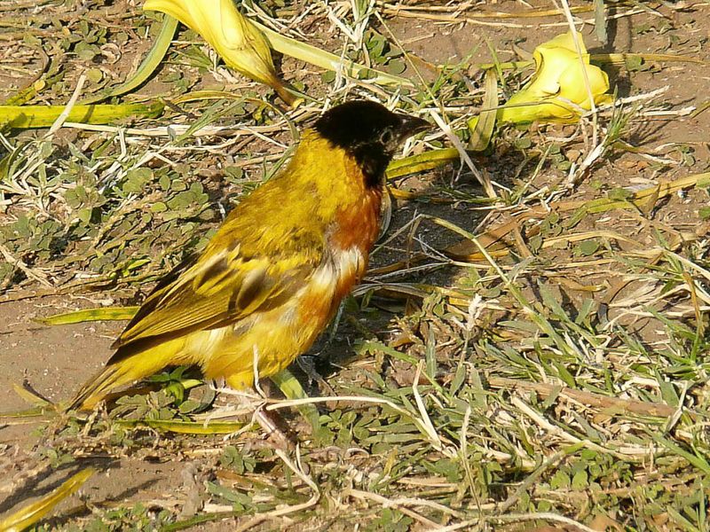Black-headed Weaver