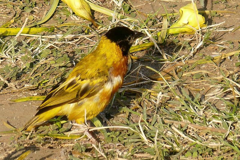 Black-headed Weaver
