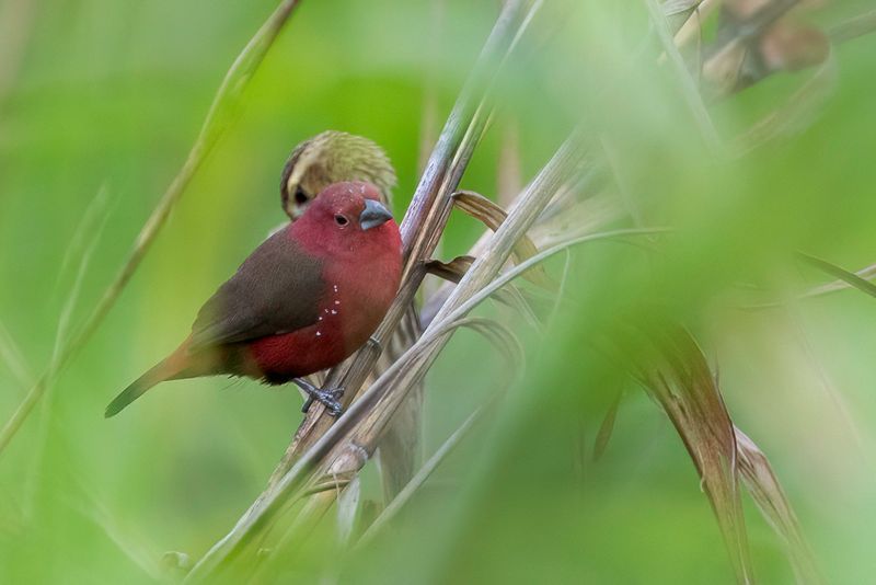 African Firefinch