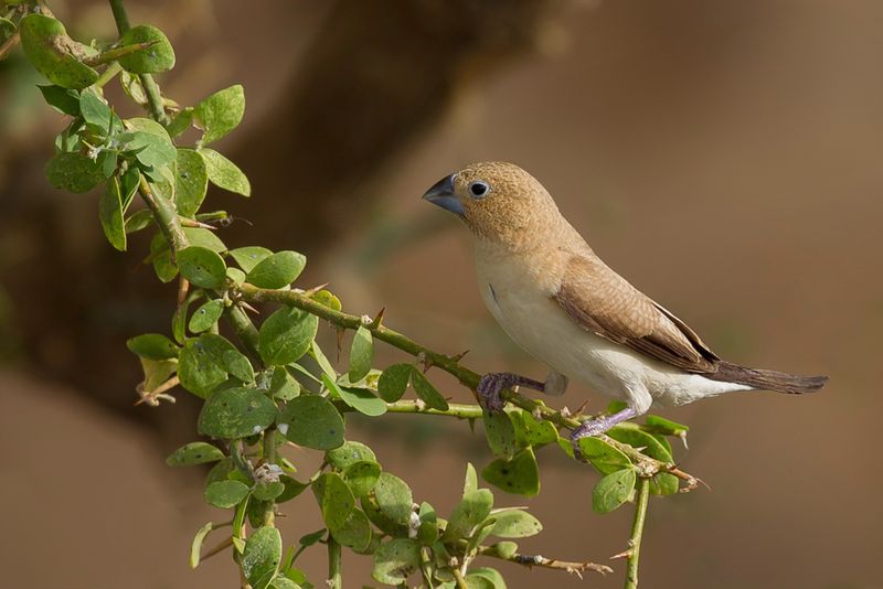 African Silverbill
