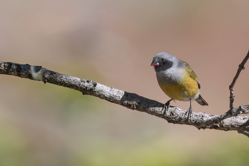 Angola Waxbill