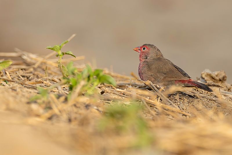Bar-breasted Firefinch