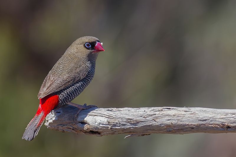 Beautiful Firetail