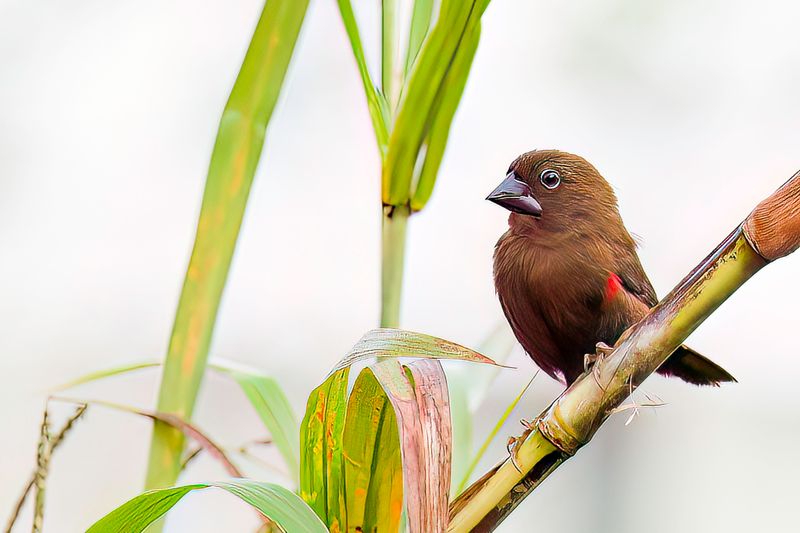 Black-bellied Seedcracker (f)