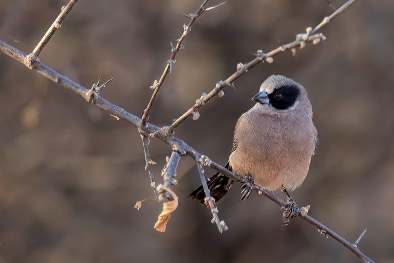 Black-cheeked Waxbill
