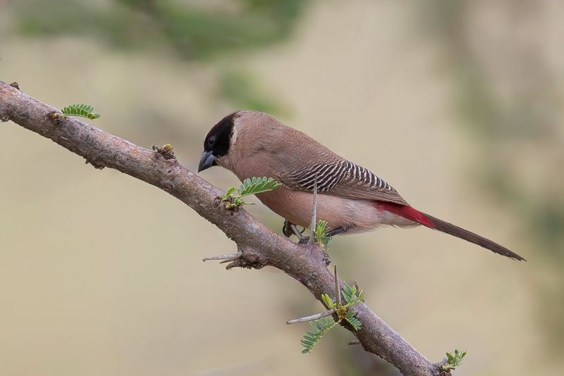 Black-cheeked Waxbill