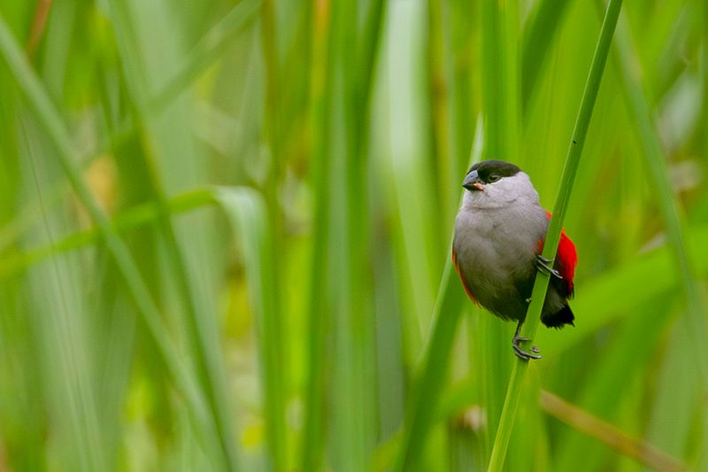 Black-crowned Waxbill