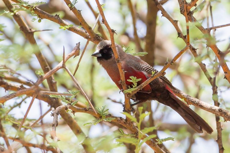 Black-faced Waxbill