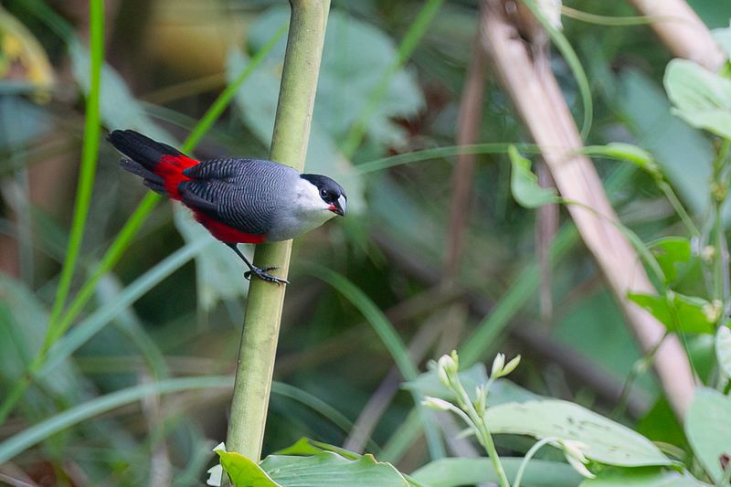 Black-headed Waxbill