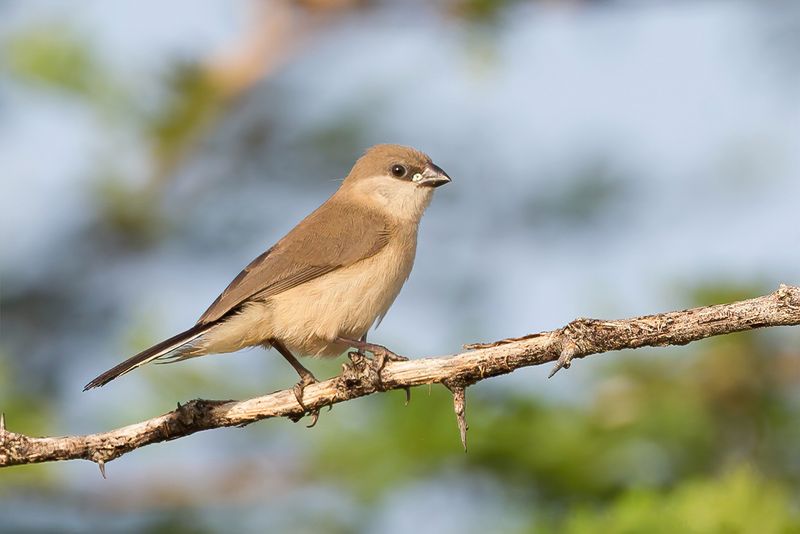 Black-rumped Waxbill (j)