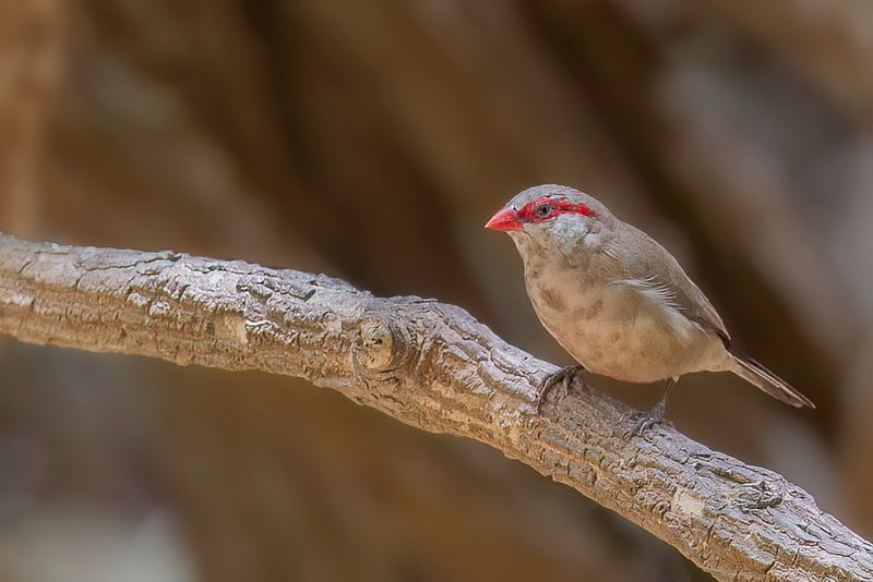 Black-rumped Waxbill