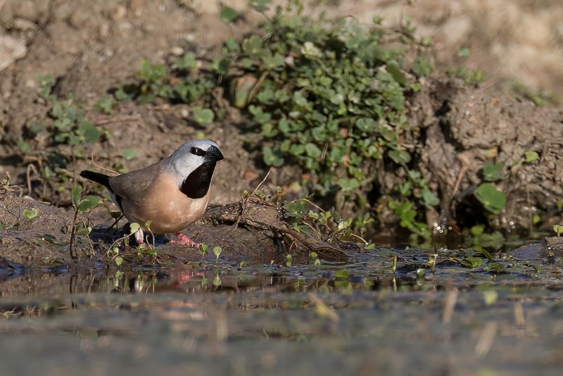 Black-throated Finch