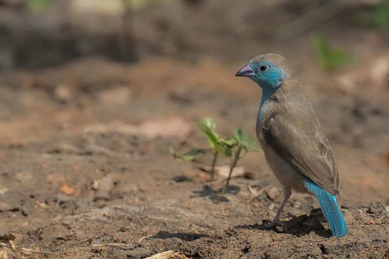 Blue Waxbill