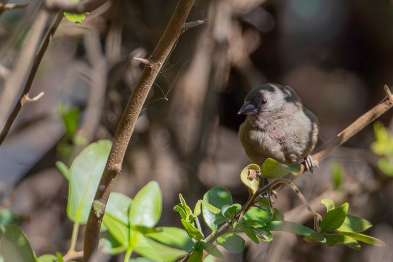 Brown Firefinch (f)