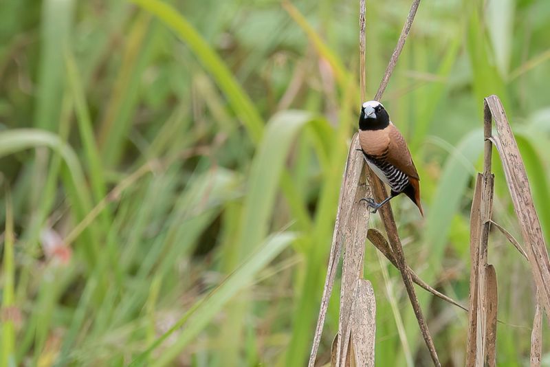 Chestnut-breasted Mannikin
