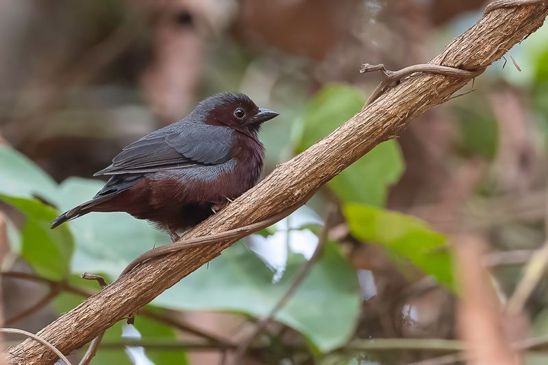Chestnut-breasted Nigrita