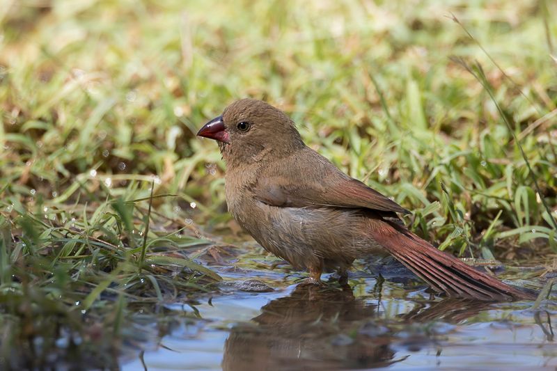 Crimson Finch (f)