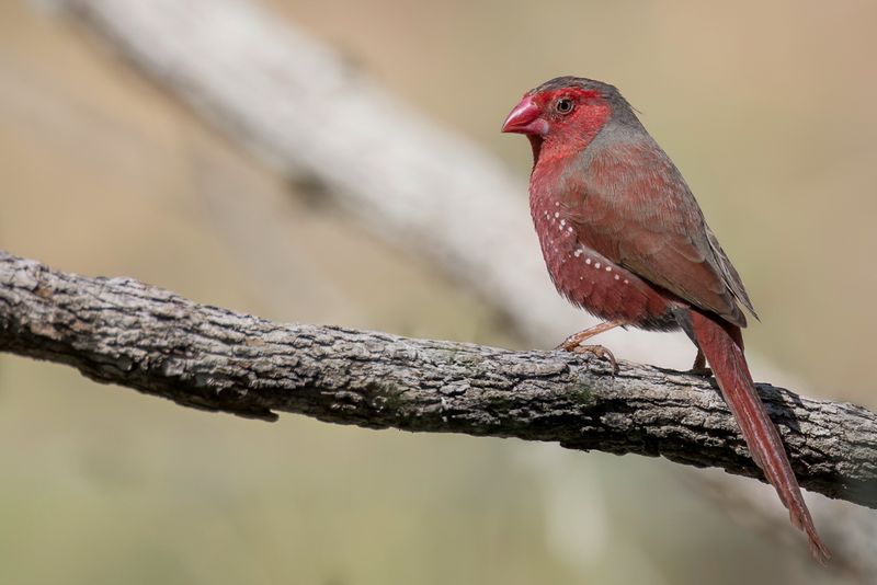 Crimson Finch (m)