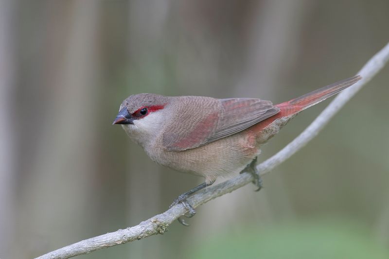 Crimson-rumped Waxbill