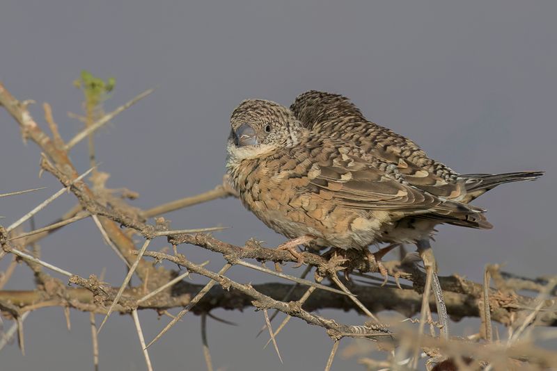Cut-throat Finch (f)