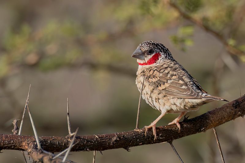 Cut-throat Finch (m)